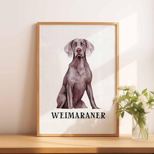 Weimaraner dog - a4,
