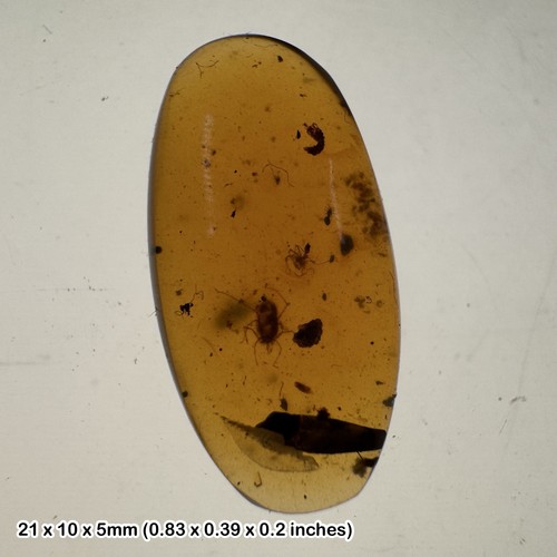 Burmese cretaceous amber with