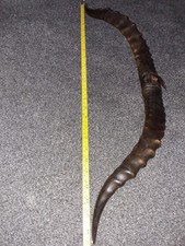 ANTIQUE  IMPALA  WALL MOUNTED  HORNS.
