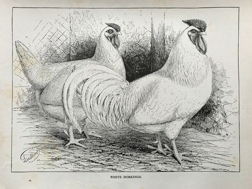 1900 antique print poultry - 1900, print;