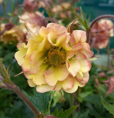 Geum petticoats peach - geum, peach’