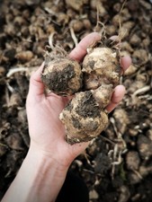 1kg Organic Jerusalem