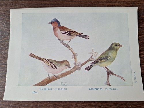 Vintage chaffinch and - chaffinch,