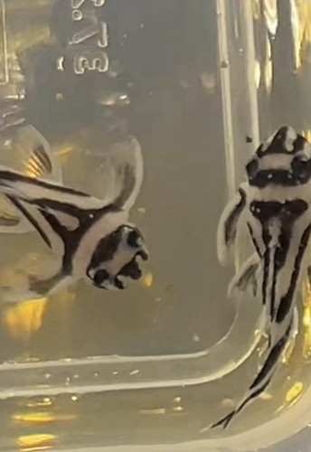 L046 zebra pleco - 2x, 2+inches