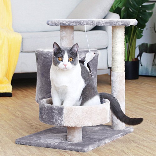 Cat scratching post climbing - cat,