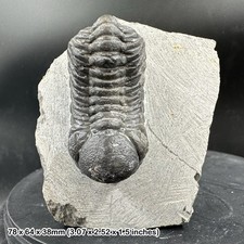 Reedops trilobite fossil -