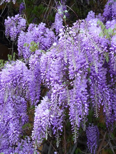 Chinese wisteria tree - chinese,