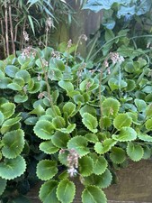 Fresh London Pride Cuttings -