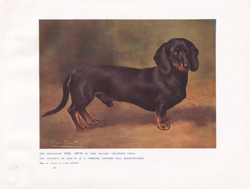 Dachshund dog antique art - dog,