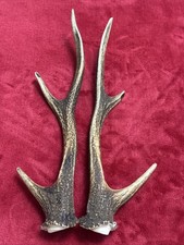 PAIR OF SIKA DEER ANTLERS