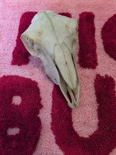 Real Large Slim Ewe Sheep