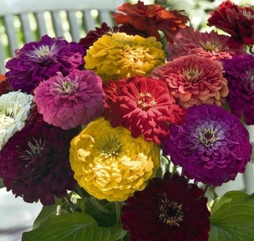 Zinnias mixed plug plants - mixed, x6