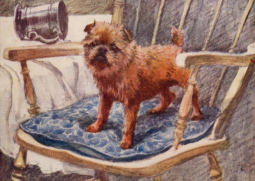 Brussels griffon dog - dog, greeting