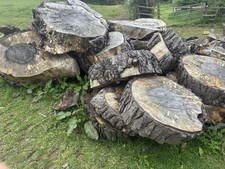very large Monterey Pine