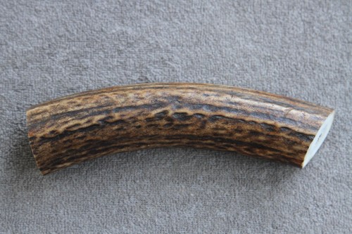 Real red deer antler - antler, /