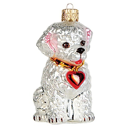 Bichon frise dog polish - frise, mouth