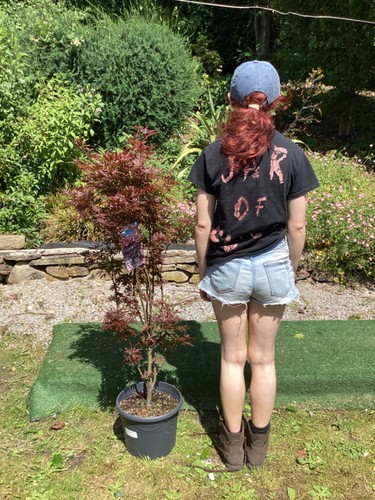 Acer atropurpureum japanese - acer,