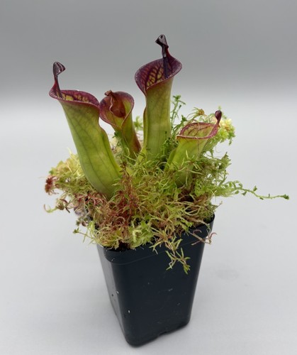 Heliamphora macdonaldae adult - macdonaldae,