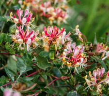 2 Pink Honeysuckle Fragrant
