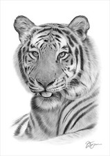 BENGAL TIGER Pencil Drawing