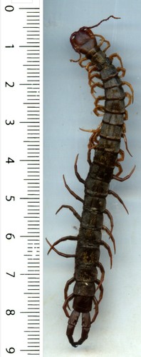 Scolopendre scolopendra sp - scolopendre,