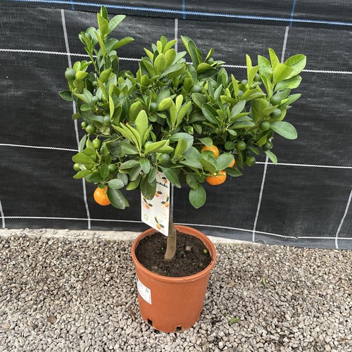 Citrus orange calamondin - orange,