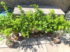 Buxus Box Sempervirens hardy Evergreen bushy upright Shrub / hedges 70-80cm