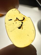 Burmese Amber Burmite Insect Fossil Wasp And Larvae