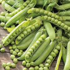 Pea - Meteor - 250 Seeds - Plastic free packaging