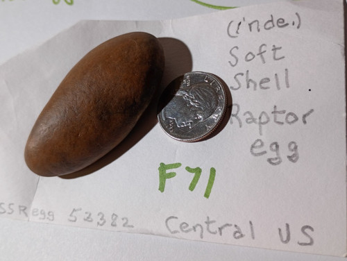Soft shell raptor egg - soft,