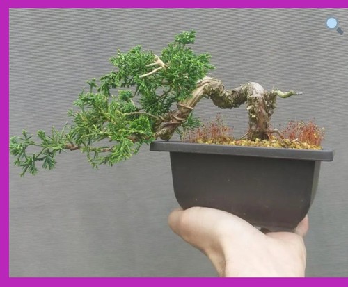 Quality shohin juniper - quality,