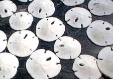 6 Small White Florida Sand