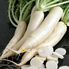 Aprx 150 Bangladeshi, Indian Long White Mooli, Mula Seeds - Fast Free Ship