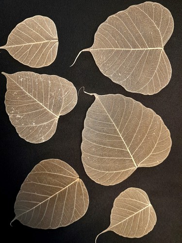 Real skeleton leaves 5000 - skeleton,