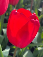 Twenty Tulip 'Red Impression'