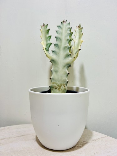 Euphorbia lactea white - euphorbia, “white