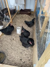 Black jersey giant hatching