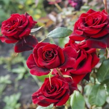 Rosa 'Deep Secret' Hybrid Tea