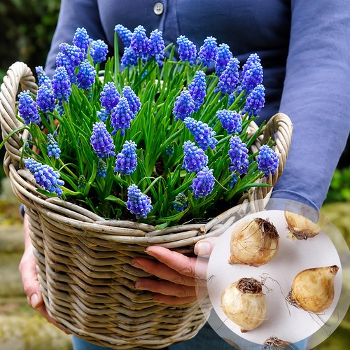 Muscari armeniacum grape - armeniacum,