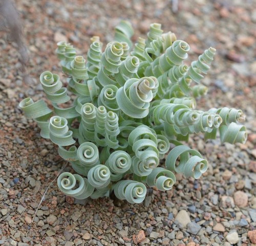 Albuca concordiana spiral - albuca,