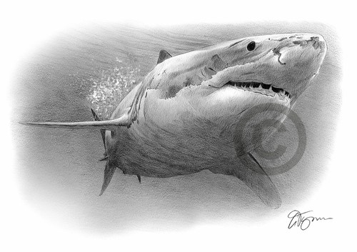 Great white shark pencil - white,