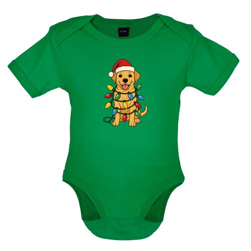 Golden labrador retriever - golden,