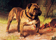 BULLDOG DOG GREETING CARD