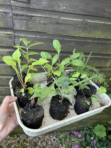 Bare root joblot - 8,