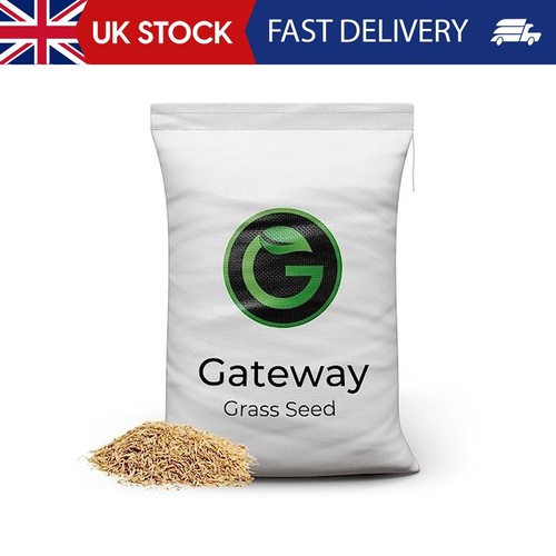 Horse paddock grass seeds - seeds,