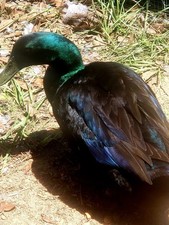 Cayuga duck hatching eggs - cayuga,