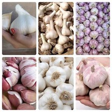 Garlic Cloves Various Varieties From Bulbs Viable Cloves For Planting UK SELLER