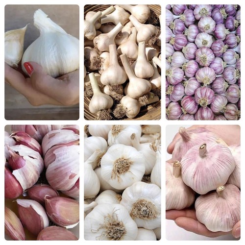 Garlic cloves various - garlic,