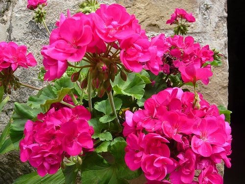 Geranium pelargonium trend - pelargonium,