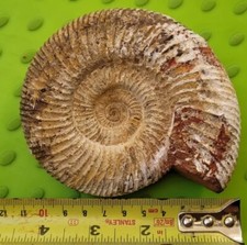  Perisphinctes Ammonite